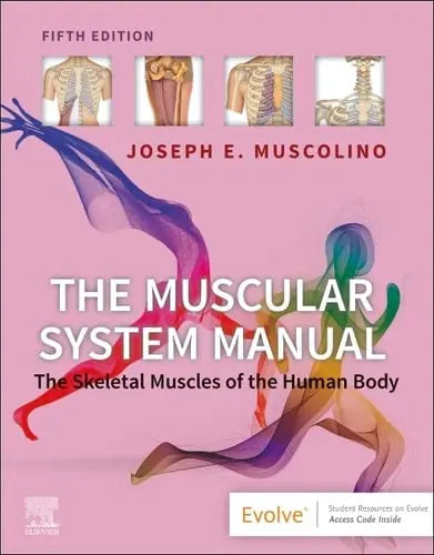 The Muscular System Manual The Skeletal Muscles of the Human Body Elsevier